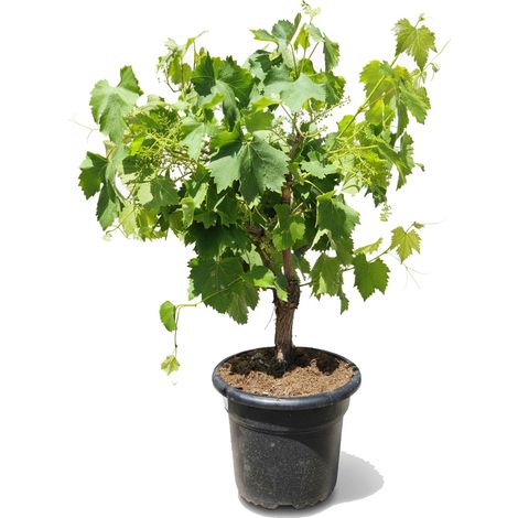 Vitis Vinifera Moscatel de Alejandria, 50 cm, taille du pot C-10 (1/4)