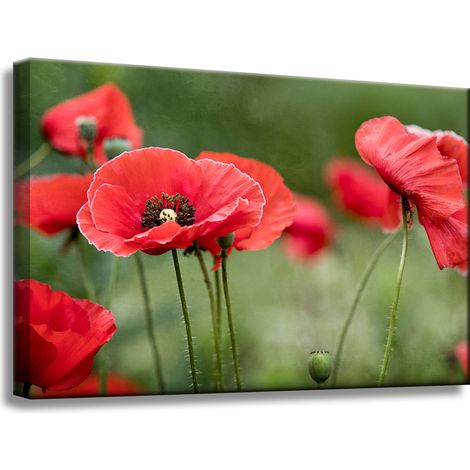 Leinwanddruck Botanik Rote Mohnblumen 60x40 cm Blumen Flora