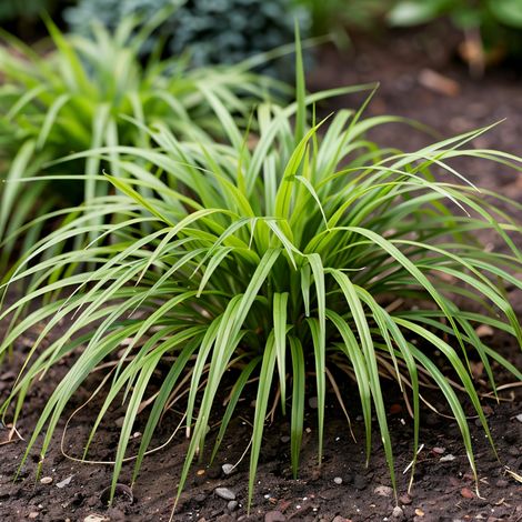 Gardenaria Hakonechloa macra - Graminacea ornamentale da esterno - Altezza: 40 cm (vaso 17) (1/3)