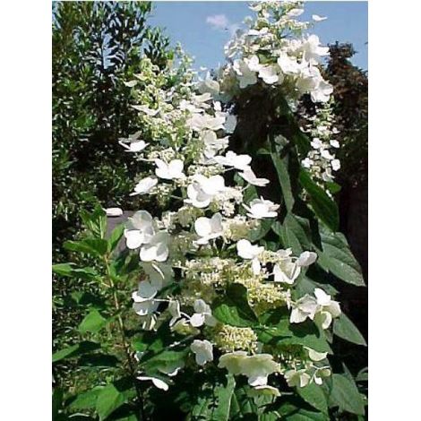 Hortensia paniculé 'Tardiva' Pot de 2L/3L (1/4)