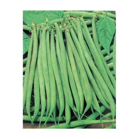 HARICOT NAIN CALYPSO - Graines de légumes - 150 G