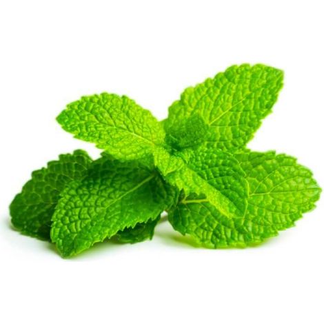 Menthe Verte (Mentha Spicata)