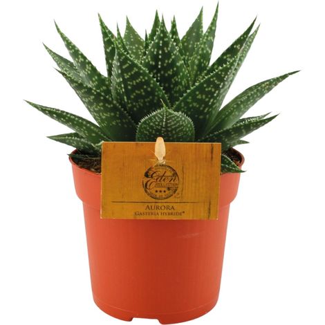 Gasteria Hybride Aurora - Plante d'Intérieur Succulente Langue-de-vache - Ø11 cm - Hauteur 15 cm - PANGIVO (1/4)