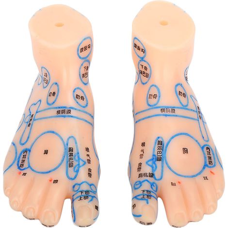 Modèle de réflexologie plantaire 15cm pour acupuncture et enseignement professionnel (1/5)