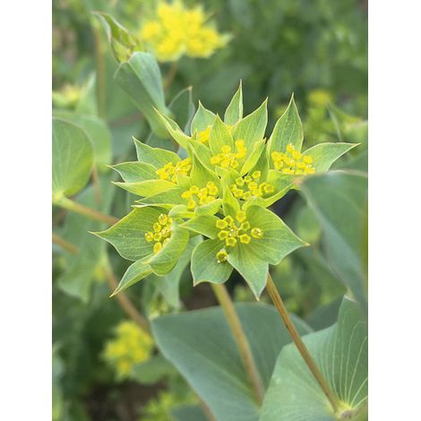 Buplèvre à feuilles rondes 'Green Gold' le sachet de 150 graines (0,5g) (1/2)