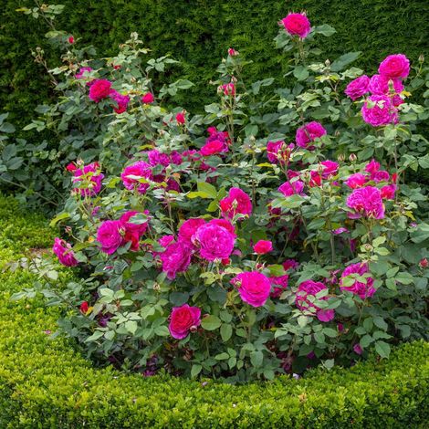 Gardenaria Rosa 'Gabriel Oak' - Rosa da giardino - Altezza: 40/50 cm (vaso20) (1/3)