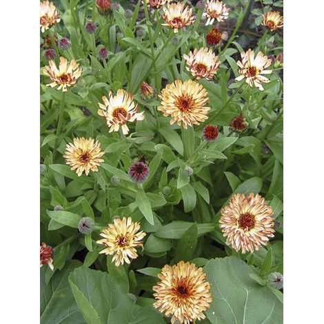 Souci des jardins 'Sunny Girl' le sachet de 50 graines (0,4g) (1/2)