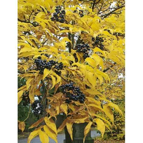 Arbre à liège de l'Amour Pot de 4L/5L (1/2)