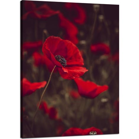 Leinwanddruck Botanik Rote Mohnblumen 50x70 cm
