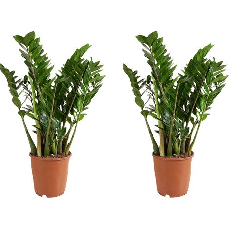 Bloomique - Lot de 2 - Zamioculcas Zamiifolia - Palmier d'intérieur - Zamioculcas - Plantes d'intérieur - Purifiant l'air - Très facile d'entretien - Hauteur 80-90 cm - Pot 21 cm (1/5)