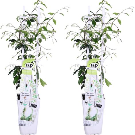 Jasmin Étoilé Trachelospermum Plante Grimpante Persistante Fleurs Blanches Lot de 2 (1/5)