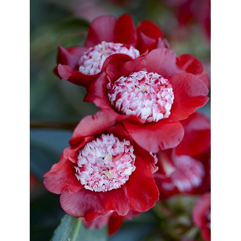 Camélia du Japon 'Lipstick' Pot de 4L/5L (1/2)