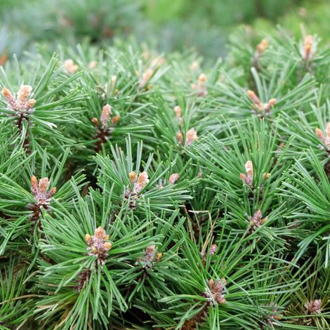 Pin mugo Benjamin - Pinus mugo Benjamin 30/35cm Pot 12L (1/4)