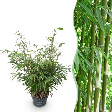 Bambou Fargesia Robusta Pingwu Non Traçant Persistant pour Haie ou Jardin Vert 80 cm Pot 23 cm - PANGIVO (1/5)
