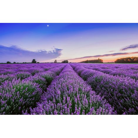Papier peint panoramique lavande coucher du soleil | Tapisserie panoramique fleurie violette salon | Papier peint panoramique paysage en Provence cuisine - 267 x 400 cm (4 pièces) (1/2)