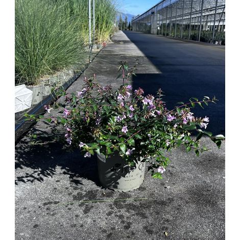 Gardenaria Abelia grandiflora 'Edward Goucher' - Arbusto ornamentale da giardino - Altezza: 30/35 cm (vaso19) (1/3)