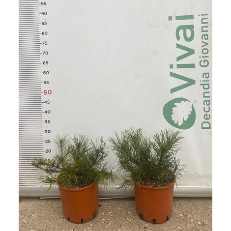 PIANTA DI PINUS MUGO VASO 18 CM CESPUGLIO  (foto reale) PINO MUGO