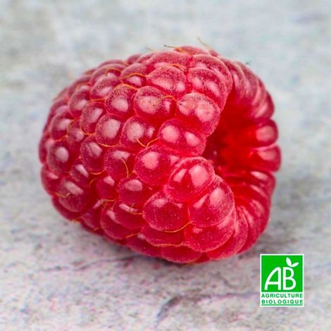Framboisier 'Tulameen' BIO (Rubus idaeus 'Tulameen') (1/5)