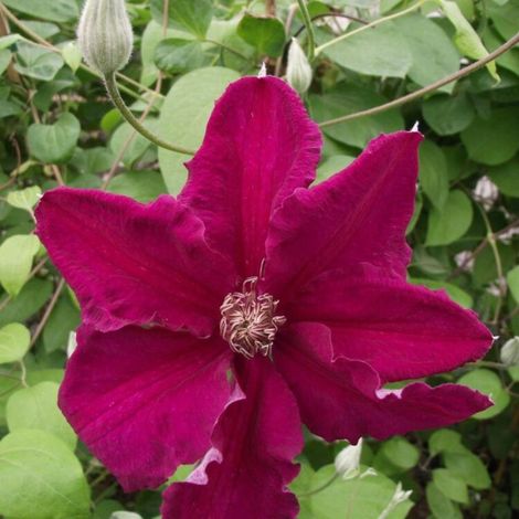 Clematite - Clematis Ernest Markham 70cm (1/5)