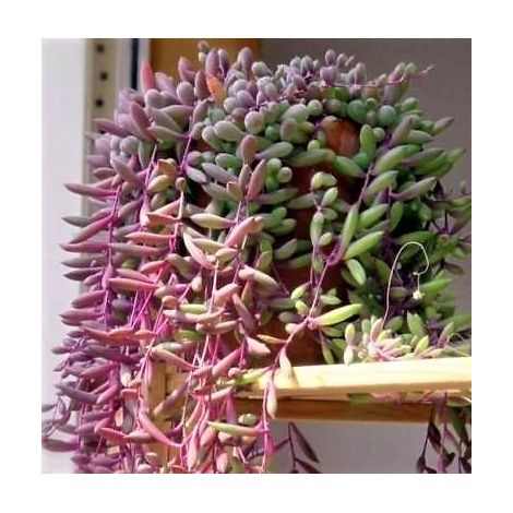 Vivaio Garden Forest – Senecio purple – Plante succulente retombante 14cm – Feuillage vert glauque et pourpre – Fleurs blanches au printemps