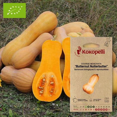 Courge Moschata Butternut Nutterbutter- Graines bio à semer