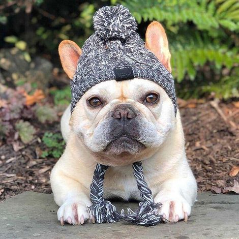 Chapeau Pour Chien - Tricoté Acrylique - Anti-Vent - Pour Chiens - Taille S M L (1/5)