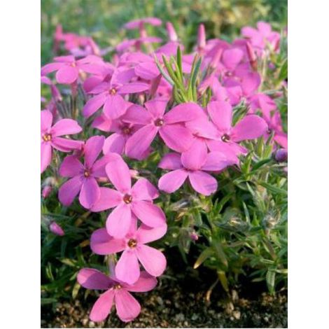 Phlox nain 'Waterloo' Godet de 8/9 cm