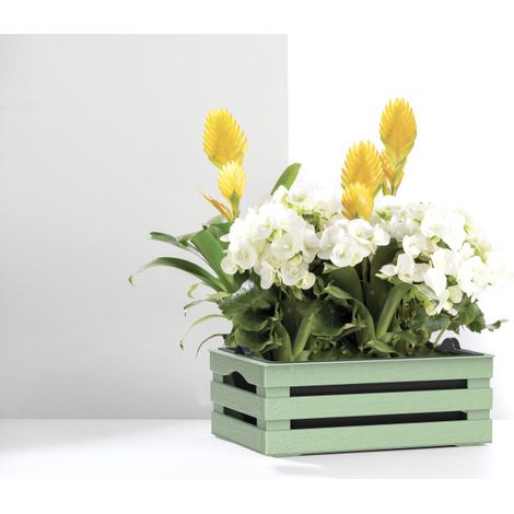 Caisse à fleurs avec pot + soucoupe "Tina" en plastique - Vert - L 25 x P 15,5 cm - Livraison gratuite (1/3)