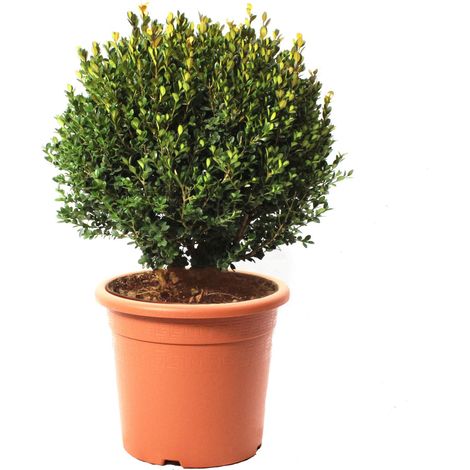 Bosso a Sfera - Buxus Microphylla Faulkner - H 40-50 cm Diametro Cespuglio 30-35 cm Vaso Ø 24 cm (1/3)