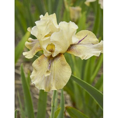 Iris des jardins 'Thornbird' Godet de 8/9 cm