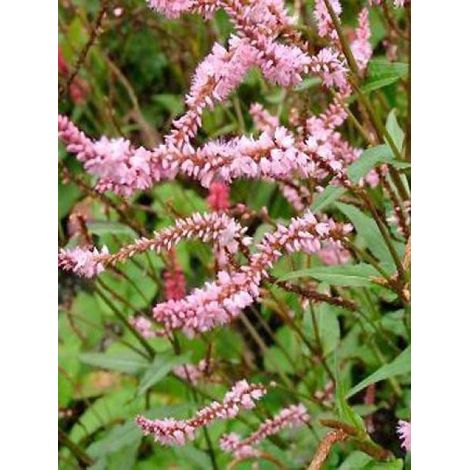 Persicaire, Renouée 'Pink Elephant' Godet de 8/9 cm