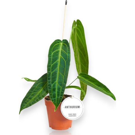 Gardenaria Anthurium warocqueanum - Pianta da interno ornamentale - Altezza: 40 cm (vaso 12) (1/4)