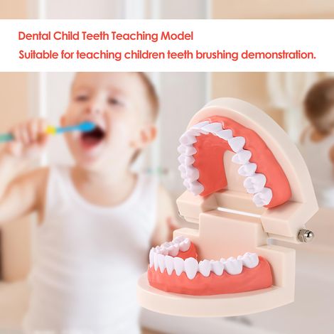 Modèle d'enseignement des dents dentaires pour enfants, outil de démonstration Standard des gencives pour adultes pour les enfants qui étudient (1/4)