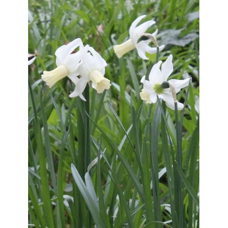 Narcisse multiflore 'Lemon Drops' Bulbe calibre 12+ (par 5) (1/2)