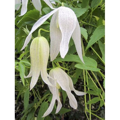 Clématite macropetala 'Broughton Bride' Pot de 2L/3L
