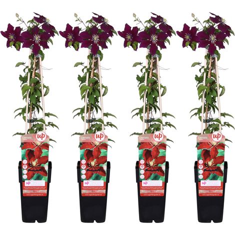 Lot de 4 Clématites Niobe à Grandes Fleurs Rouges - Plante Grimpante - Hauteur 65 cm - Pot Ø 15 cm - PANGIVO