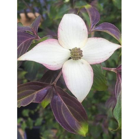 Cornouiller du Japon 'Cappuccino' Pot de 4L/5L (1/3)