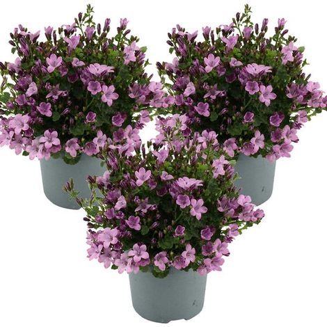 Lot de 3 - Campanule Ambella rose - Couvre-sol - Plante de jardin - Rustique - Sans danger pour les animaux - Hauteur : 10-20 cm - Pot : 10,5 cm (1/5)