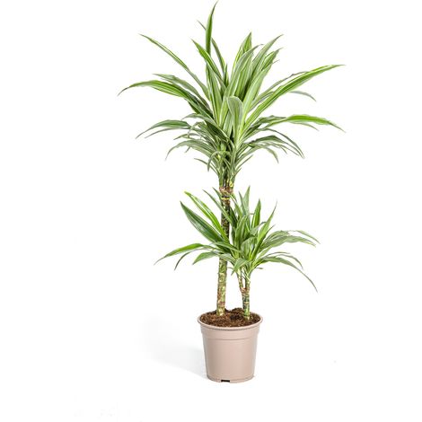 Dracaena Deremensis White Stripe - Plante d'Intérieur Décorative - Ø19 cm - Hauteur 70-90 cm - PANGIVO (1/5)