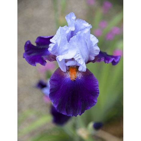 Iris des jardins 'Chelsea Bleu' Rhizome, Calibre 10/15, qualité extra