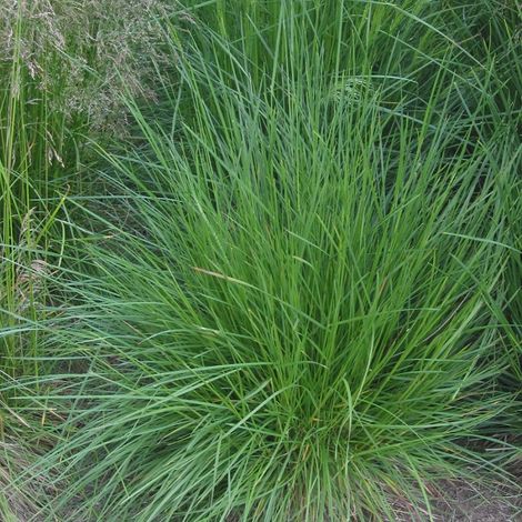 4 x Canche cespiteuse - Deschampsia cespitosa  - godet 9x9 cm