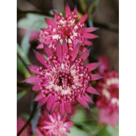 Grande Astrance 'Ruby Star'® Godet de 8/9 cm (1/3)