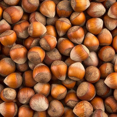 PIANTA DA FRUTTO NOCCIOLO MORTARELLA in vaso 20 età 2/3 anni (foto reali)