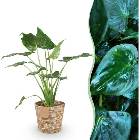 Alocasia Cucullata Main de Bouddha Plante d'Intérieur avec Panier Vert Pot 21 cm 65-70 cm - PANGIVO (1/5)
