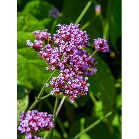 Verveine de Buenos Aires Pot de 2L/3L