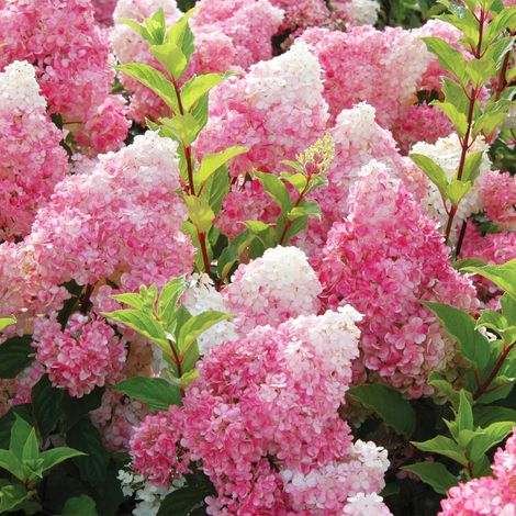 1000 graines d'hortensia vivace rose vanille fraise, parfait pour les jardins privés - parfumé et attirant les abeilles et les papillons. (1/5)