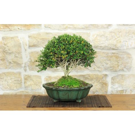 Bonsai di Lonicera Ligustrina (2) (1/5)