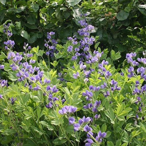 4 x Podalyre - Baptisia australis  - godet 9x9 cm (1/5)