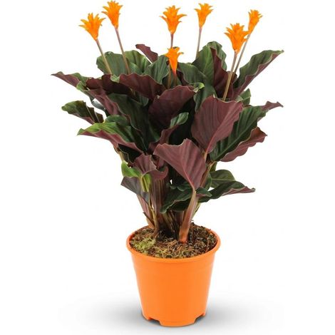 Calathea Crocata Plante d'Intérieur à Fleurs Oranges et Feuillage Vert Foncé, Ø 14 cm, 40-45 cm - PANGIVO (1/4)