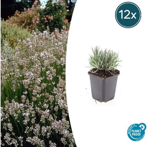 Lavande Blanche Edelweiss Lavandula Intermedia Lot de 12 Plantes Parfumées H10-25cm Ø9cm - PANGIVO (1/5)